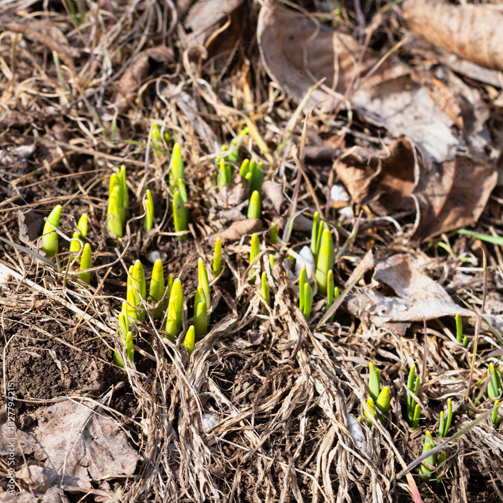 Spring bulbs sprouting close up Spring bulbs sprouting close up