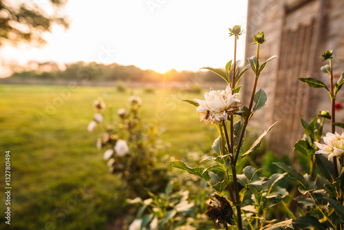 Closeup of flowers on a farm