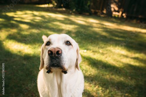 Portrait of a Yellow Lab in yard