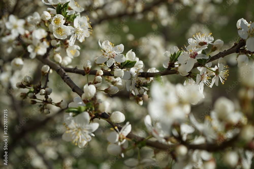 spring . cherry blossoms with white flowers spring . cherry blossoms with white flowers