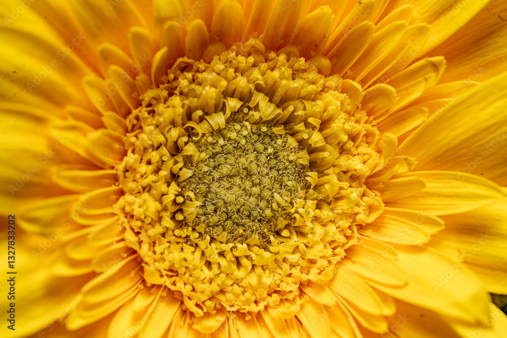 flower head texture macro close up, bright round sun shape with bright yellow orange petal and pollination stamp, summer vibes, full frame, head on flower head texture macro close up, bright round sun shape with bright yellow orange petal and pollination stamp, summer vibes, full frame, head on