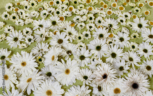 flowers daisies abstract pretty special occasion green background