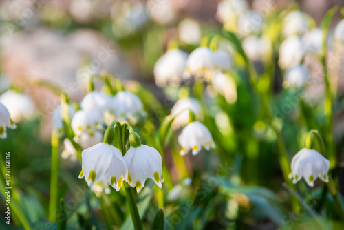 Obraz na płótnie Beautiful White spring snowflake flowers blooming in the forest w salonie