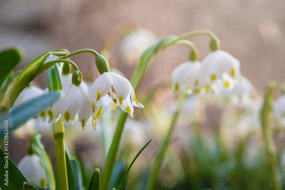 Beautiful White spring snowflake flowers blooming in the forest
