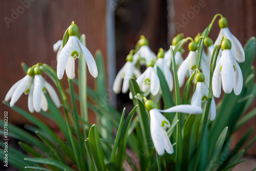 Obraz na płótnie Beautiful Snowdrop wild flowers blooming in the garden w salonie
