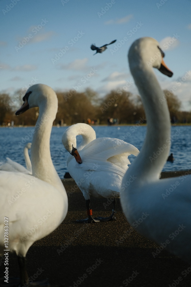 Fototapeta premium Beautiful white swan close up cleaning its feathers with other swans in vicinity