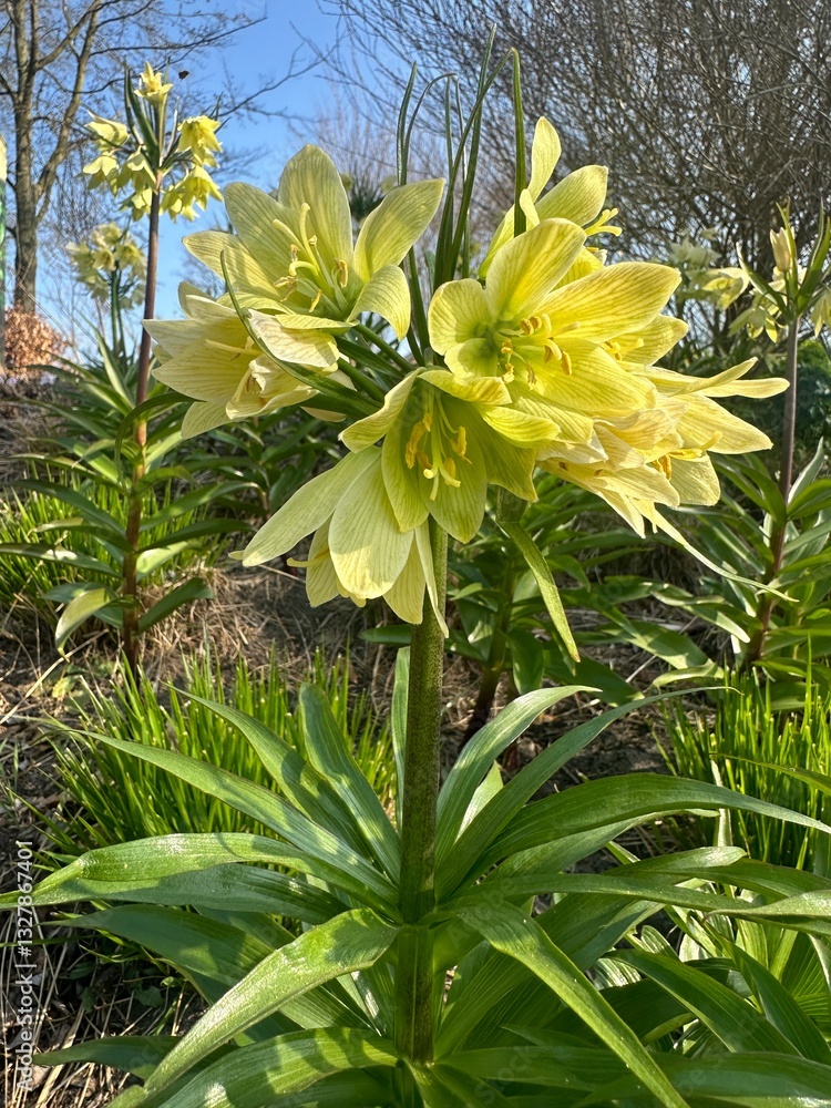 Obraz premium Fritillaria raddeana in bloom. Perennial bulbous plant. Also known as imperial fritillary. Blooms from February to April. The name ‘imperial fritillary’ comes from its regal, crown-like flowers