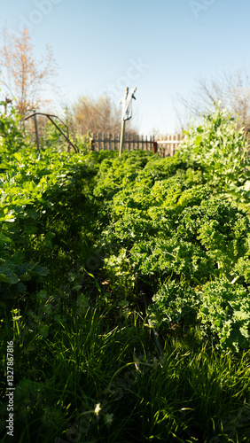 Scenic Garden Path Surrounded by Greenery