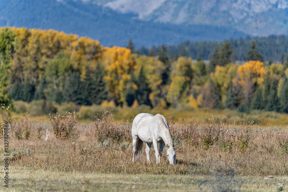 The horse (Equus ferus caballus) is a domesticated, one-toed, hoofed mammal. Elk Ranch Flats Turnout, Wyoming. Grand Teton National Park. The horse (Equus ferus caballus) is a domesticated, one-toed, hoofed mammal. Elk Ranch Flats Turnout, Wyoming. Grand Teton National Park.