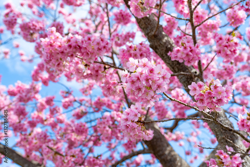 静岡県賀茂郡南伊豆町　青野川沿いの河津桜