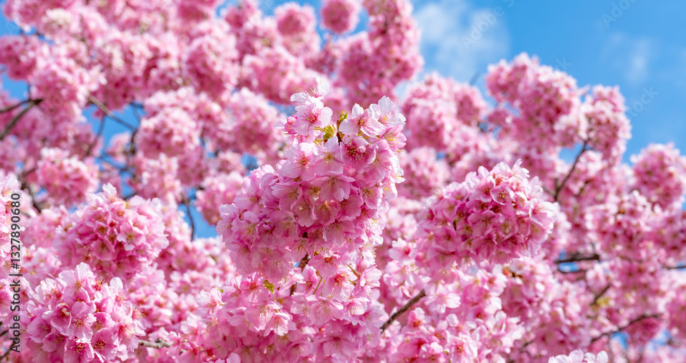 静岡県賀茂郡南伊豆町 青野川沿いの河津桜 静岡県賀茂郡南伊豆町 青野川沿いの河津桜