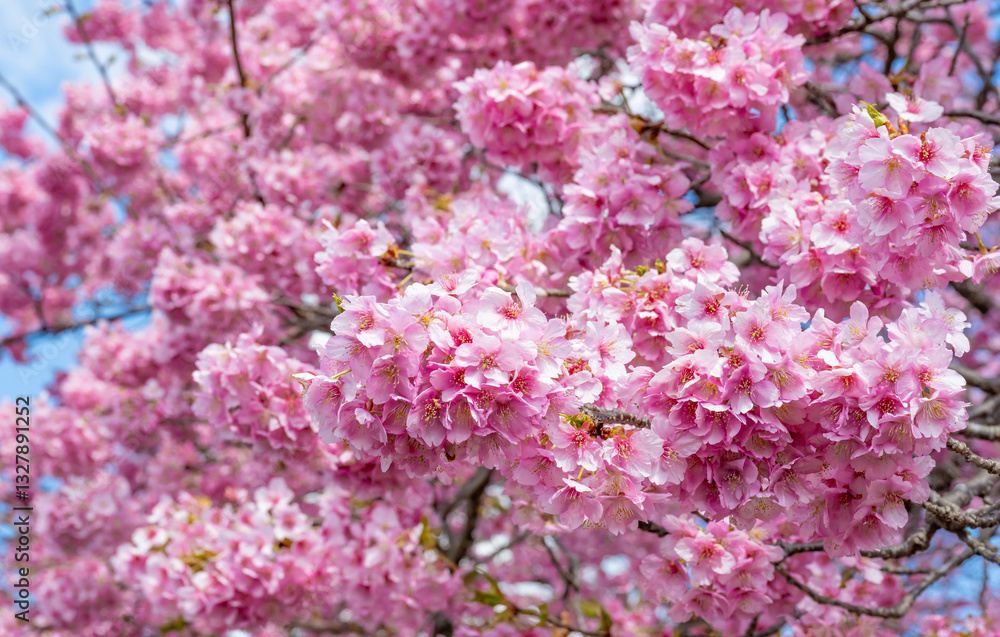 Fototapeta premium 静岡県賀茂郡南伊豆町 青野川沿いの河津桜