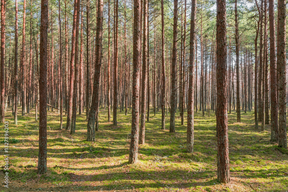 Pine tree forest in the morning. Pine tree forest in the morning.