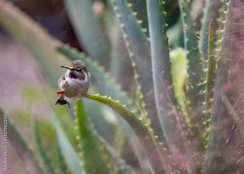 Anna's hummingbird takes a brief moment of relaxation on a cactus stalk in the verdant garden.