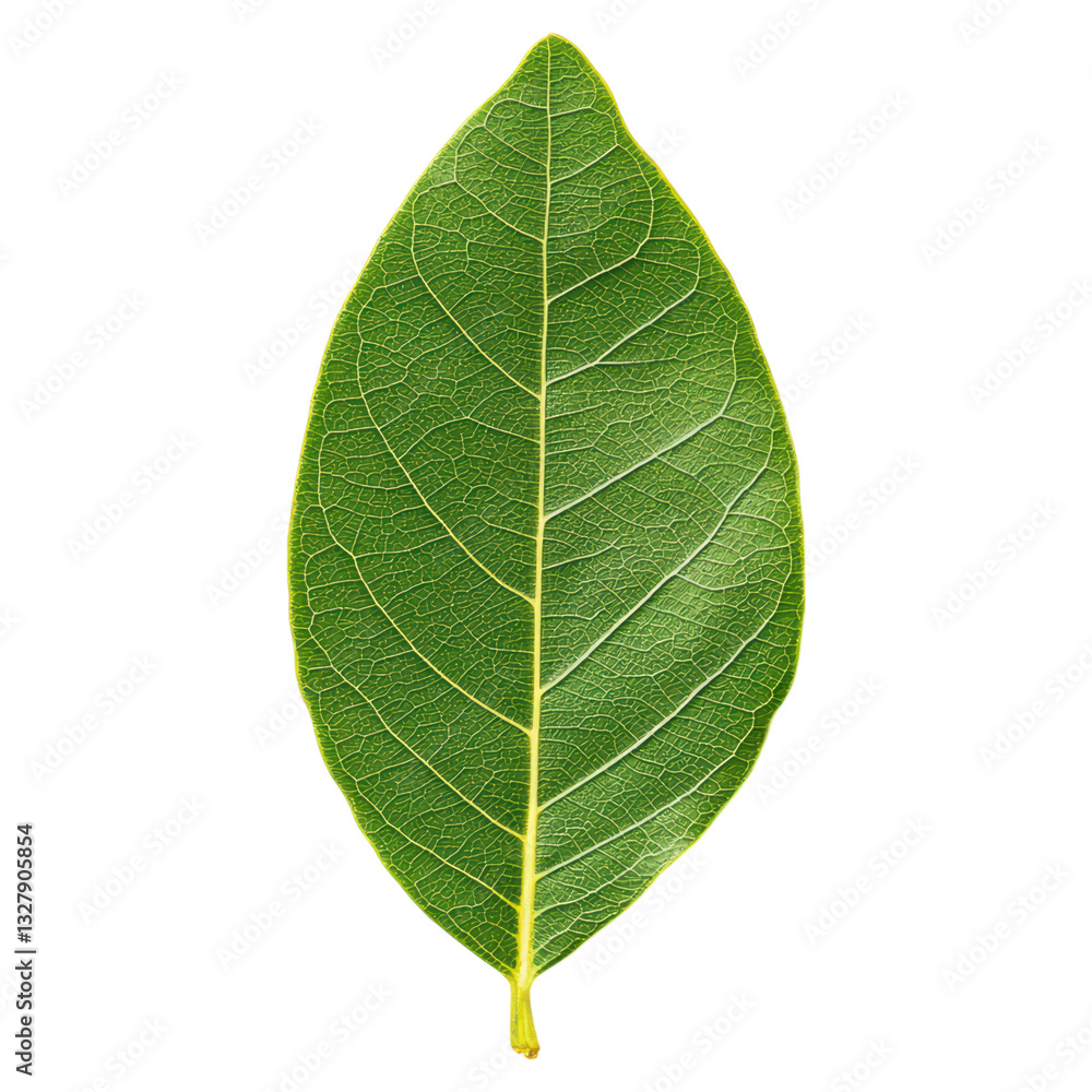 Obraz premium Aromatic Bay Leaf Isolated on White Background for Culinary and Herbal Uses, isolated on transparent background.