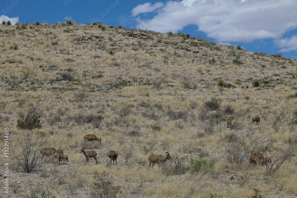 Naklejka premium Barbary sheep herd in the wild