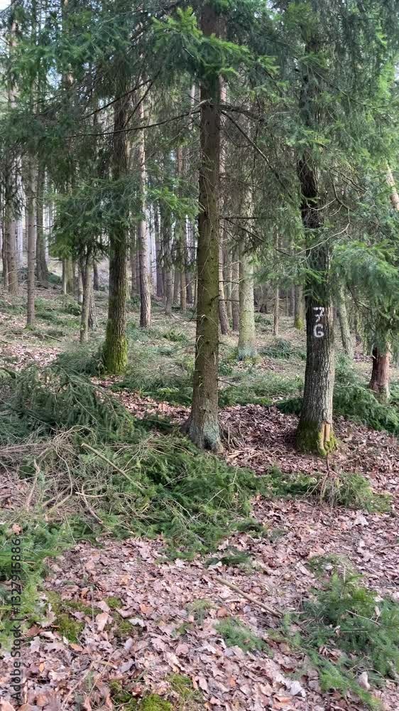 A natural forest landscape with tall evergreen trees, fallen branches, and a marked tree trunk. Filmed at ground level, capturing the depth of the woodland. A natural forest landscape with tall evergreen trees, fallen branches, and a marked tree trunk. Filmed at ground level, capturing the depth of the woodland.