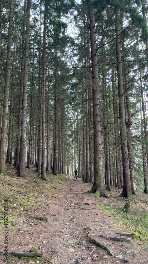 A cyclist wearing a green jacket rides along a dirt path through a dense pine forest. Tall trees create a natural corridor, adding depth to the scene. A cyclist wearing a green jacket rides along a dirt path through a dense pine forest. Tall trees create a natural corridor, adding depth to the scene.