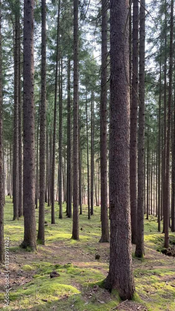 Tall pine trees stand in a dense forest with a soft, moss-covered ground. Sunlight filters through the branches, creating a serene and peaceful atmosphere. Tall pine trees stand in a dense forest with a soft, moss-covered ground. Sunlight filters through the branches, creating a serene and peaceful atmosphere.