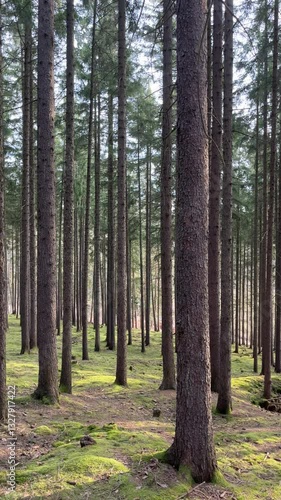 Wallpaper Mural Tall pine trees stand in a dense forest with a soft, moss-covered ground. Sunlight filters through the branches, creating a serene and peaceful atmosphere. Torontodigital.ca