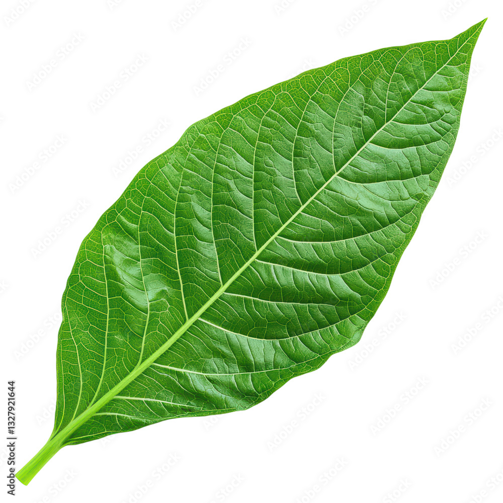 Obraz premium Detailed Closeup of a Large Green Tobacco Leaf with Textured Surface and Vibrant Color, isolated on transparent background.