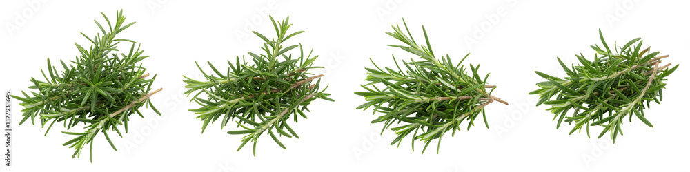 Fototapeta premium Set of Cluster of Rosemary Sprigs on White