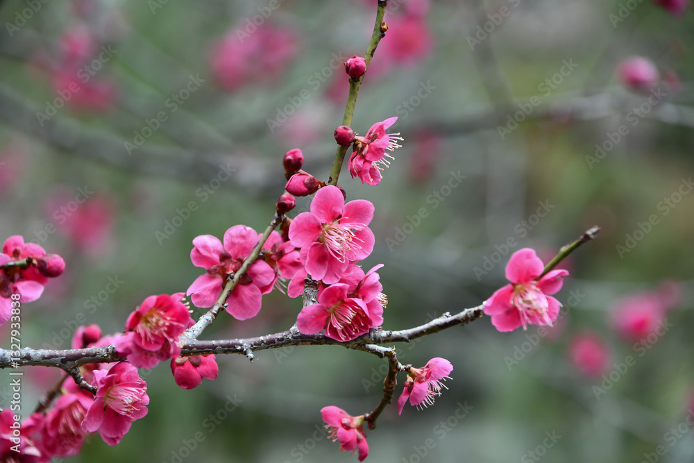 早春の梅の花 早春の梅の花