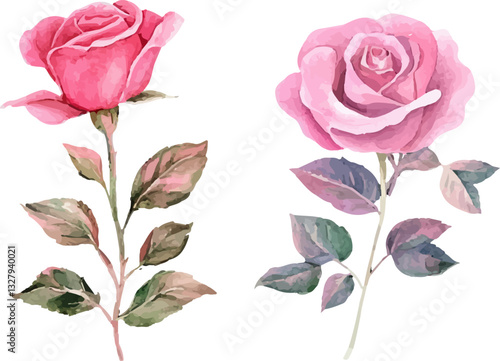 vector illustration of a rose