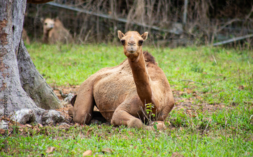Obraz premium The dromedary (Camelus dromedarius), also known as the dromedary camel, Arabian camel and one humped camel, is a large camel of the genus Camelus with one hump