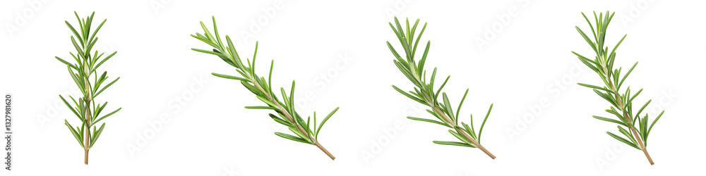 Obraz premium Set of Upward-Angled Rosemary Sprig on White