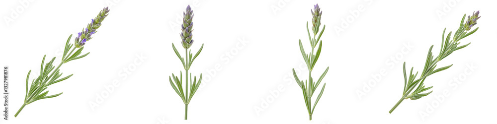 Naklejka premium Set of Lavender Sprig on White Background