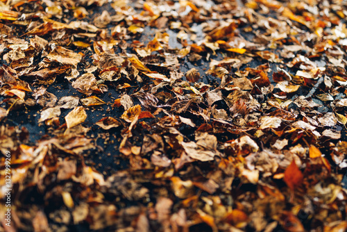 abstract dried leaves with backlight illumination photo