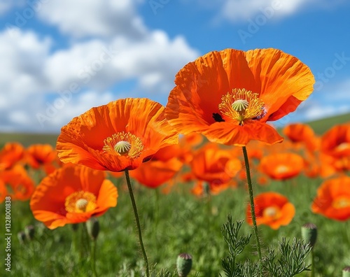 Vibrant Orange Poppies Blooming Under a Blue Sky with Fluffy Clouds in a Scenic Meadow Full of Colorful Flora