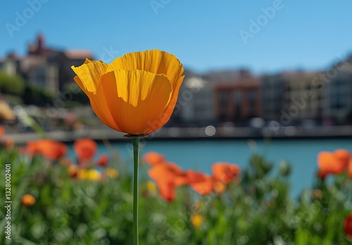 Vibrant Orange Poppy in Full Bloom Against a Clear Blue Sky and Colorful Background of Houses by Water