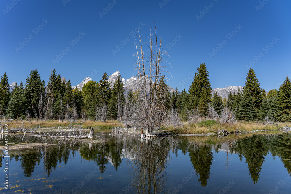 Obraz premium beaver dam or beaver impoundment is a dam built by beavers; Schwabacher Landing / Snake River, Grand Teton National Park，Wyoming.