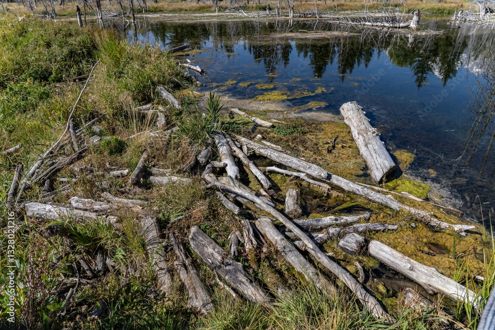beaver dam or beaver impoundment is a dam built by beavers; Schwabacher Landing / Snake River, Grand Teton National Park,Wyoming. beaver dam or beaver impoundment is a dam built by beavers; Schwabacher Landing / Snake River, Grand Teton National Park,Wyoming.