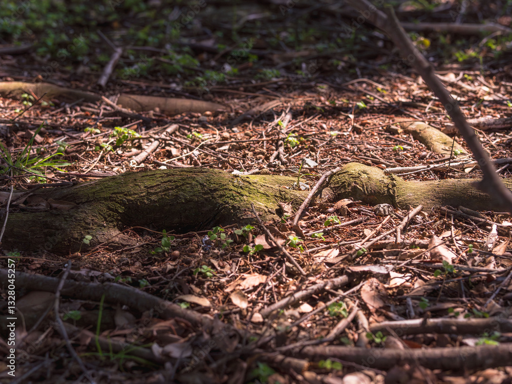 森の地面を枯葉が覆おう02