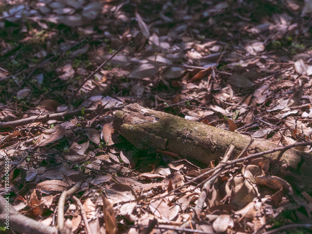 Obraz premium 森の地面を枯葉が覆おう01