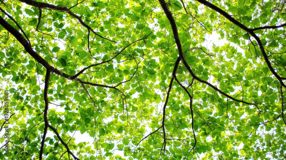 Lush green canopy branches overhead Lush green canopy branches overhead