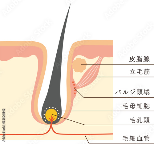 皮膚毛穴断面と毛周期に関わる組織・部位のイラスト