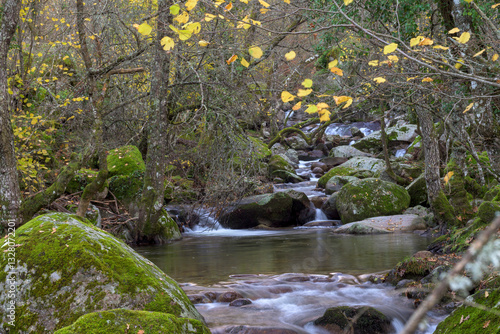 Wallpaper Mural Mountain river in autumn with yellow leaves and moss in dark area horizontally Torontodigital.ca