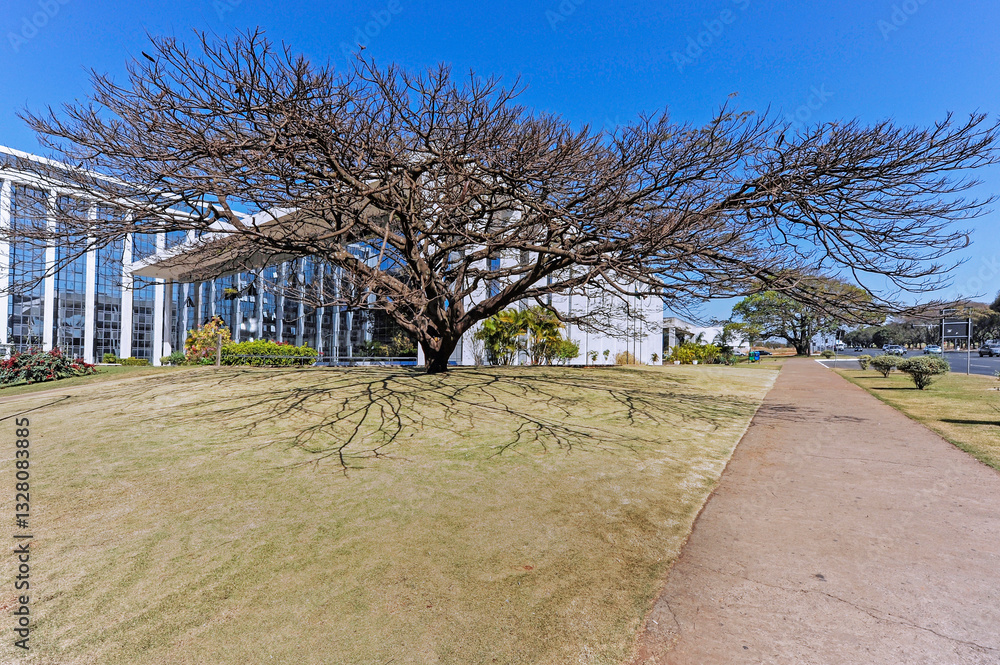 The Flamboyant Tree, Delonix regia, in dry season. Brasilia, Brazil, Oct 2019 The Flamboyant Tree, Delonix regia, in dry season. Brasilia, Brazil, Oct 2019