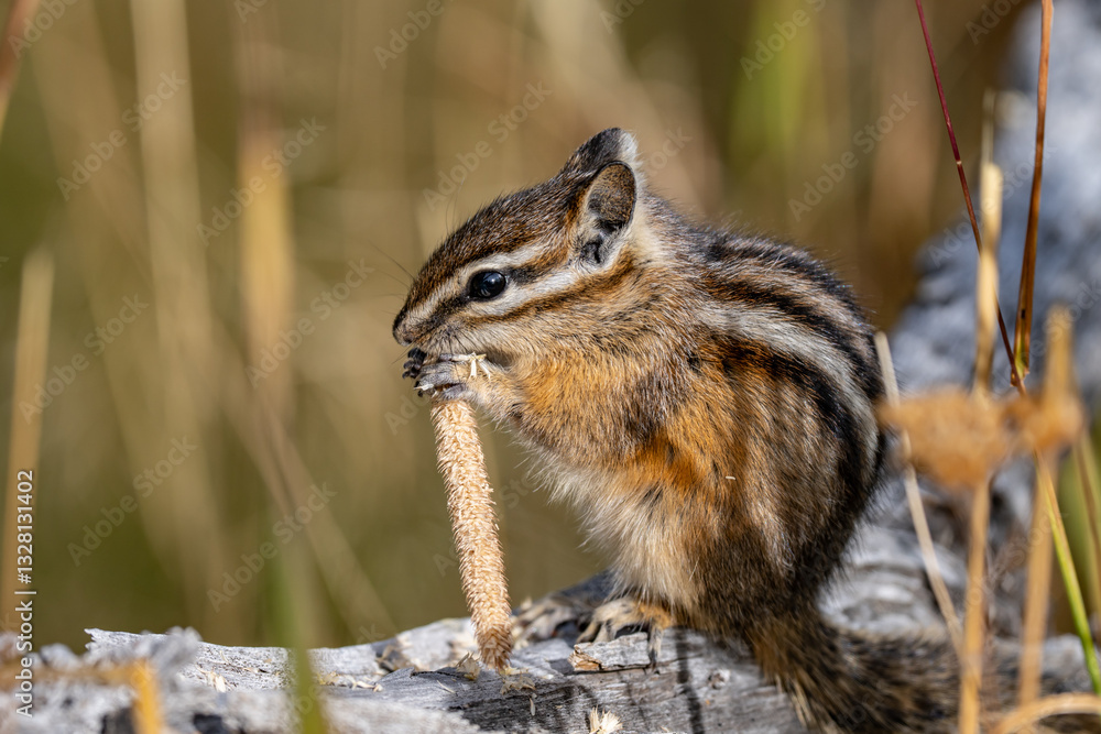 The yellow-pine chipmunk (Neotamias amoenus) is a species of order Rodentia in the family Sciuridae. Thumb Geyser, Yellowstone National Park, Wyoming. Timothy (Phleum pratense),timothy-grass, The yellow-pine chipmunk (Neotamias amoenus) is a species of order Rodentia in the family Sciuridae. Thumb Geyser, Yellowstone National Park, Wyoming. Timothy (Phleum pratense),timothy-grass,