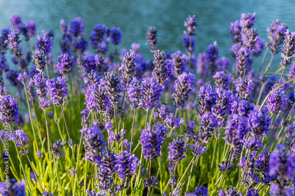 Naklejka premium Close-up lavender in a purple field on beautiful summer day landscape of British Columbia province with water background