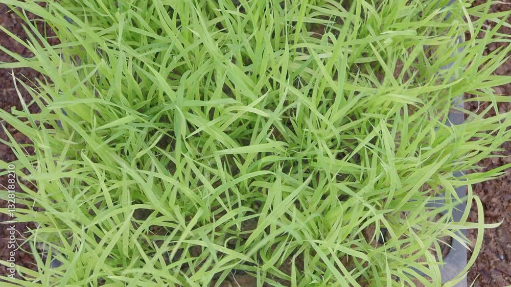 Rice seedlings in the experimental plot Rice seedlings in the experimental plot
