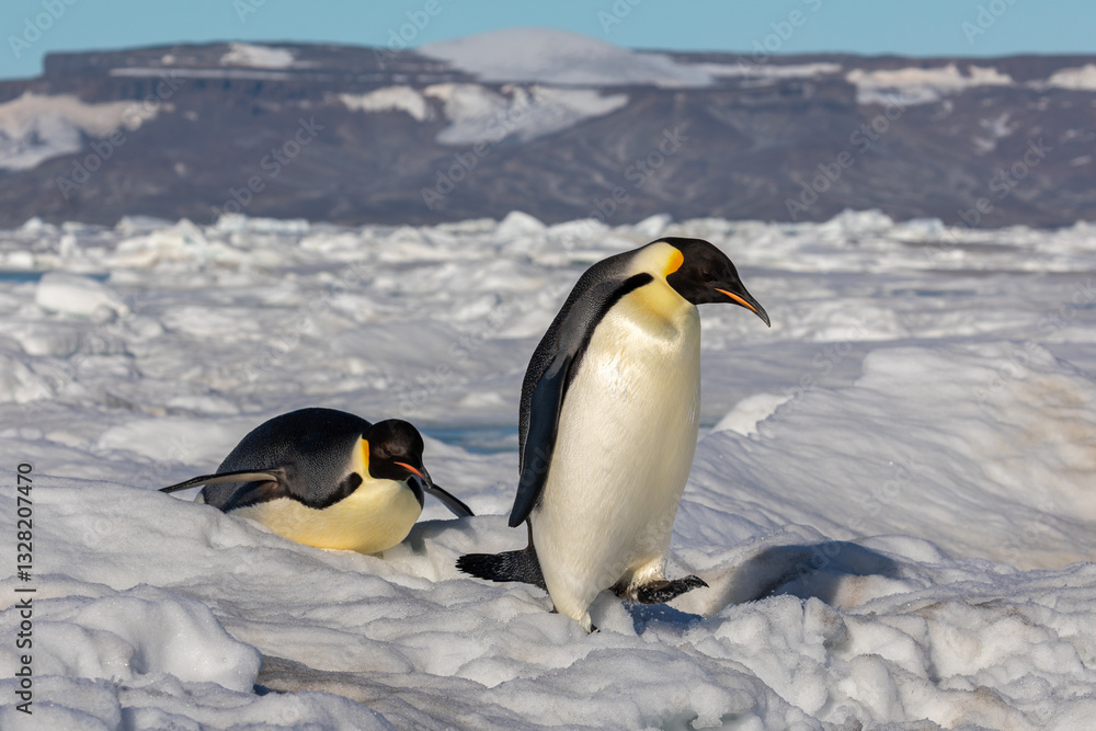 Fototapeta premium Emperor Penguins on the ice pack near Snow Hill in Antarctica