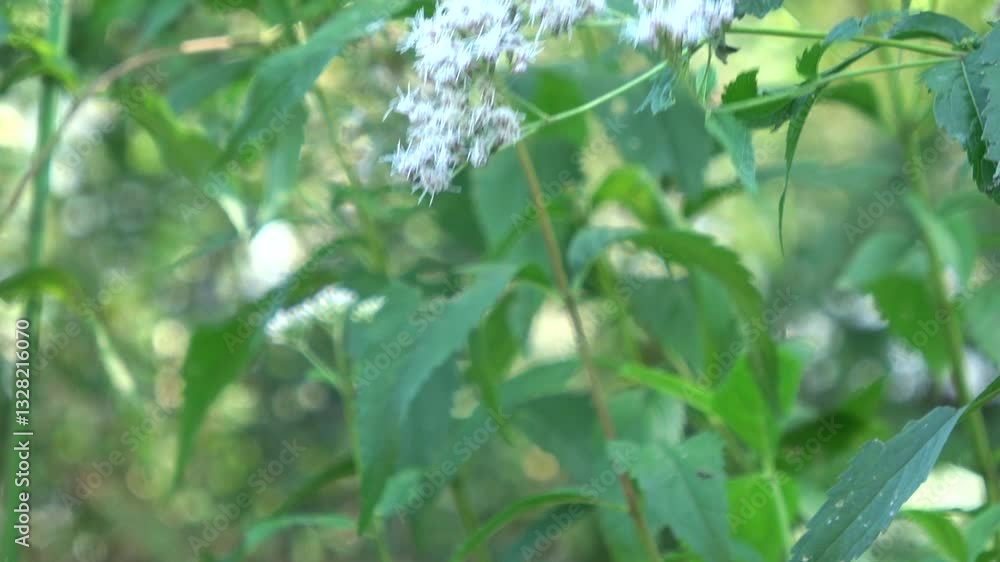 The chestnut tiger butterfly, Parantica sita, feeds on flower nectar and flies away in Japan. Asagimadara. Close up shot. 4K The chestnut tiger butterfly, Parantica sita, feeds on flower nectar and flies away in Japan. Asagimadara. Close up shot. 4K
