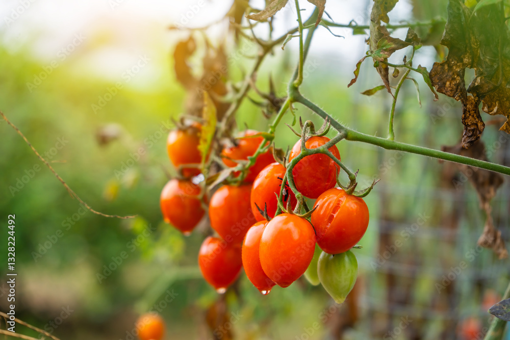 Raindrops resting beneath the cherry tomato, hanging from the tomato plant. Raindrops resting beneath the cherry tomato, hanging from the tomato plant.