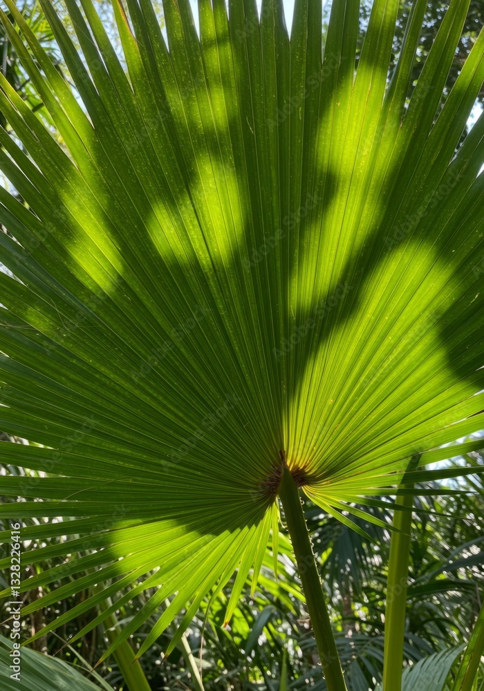Fototapeta premium Sunlit Palm Leaf Fan