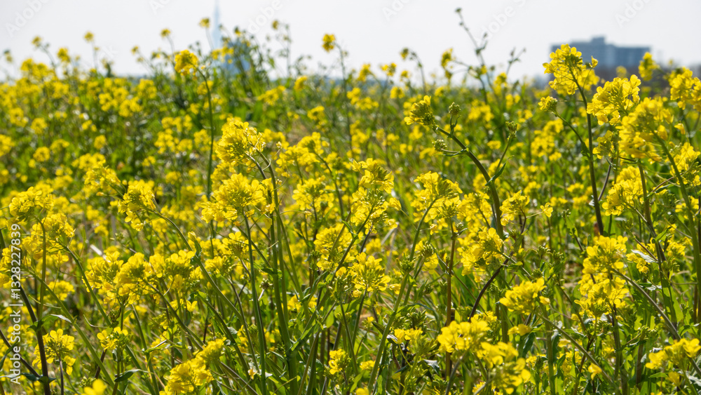 Fototapeta premium canola flowers,rapeseed flowers,作物,キャノーラ,花,セイヨウアブラナ,植物,春,人物なし,自然,農業,果樹の花,成長,クローズアップ,田畑,花頭,農園,空,自然の景観,アブラナ属
